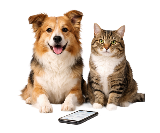 Собака и кот