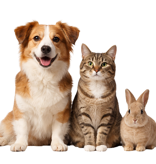 Собака и кот