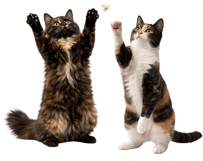 Кот и собака