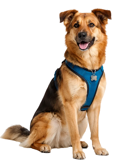 Собака и кот