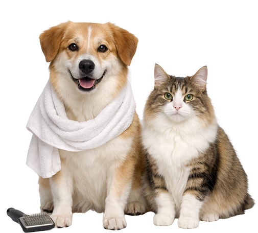 Собака и кот